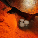 Vrijwilligerswerk in Turkije Zeeschildpadden project nest