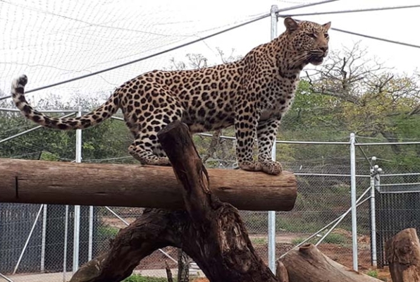 Wildlife project Zuid Afrika katachtige 