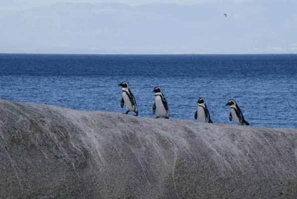 Pinguin project zuid Afrika mooie foto