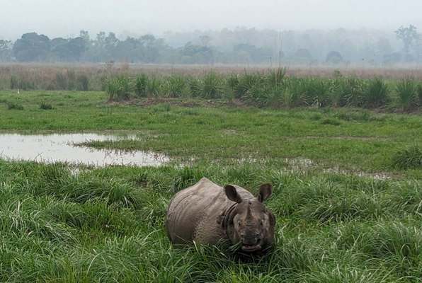 Neushoorn 