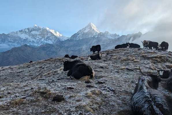 Nepal Experience 17 dagen dieren in de bergen