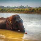 Chitwan Jungle Safari Nepal olifant