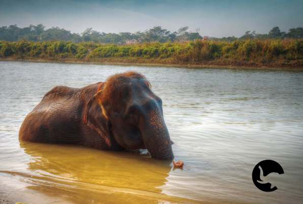 Chitwan Jungle Safari Nepal olifant