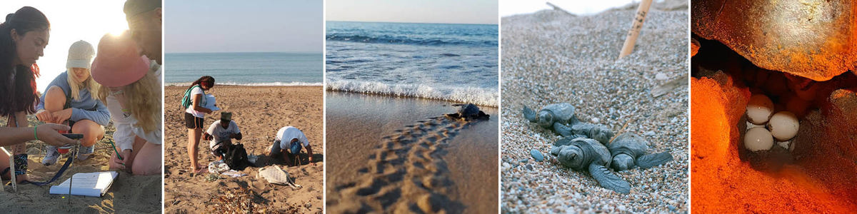 vrijwilligerswerk Turkije zee schildpadden