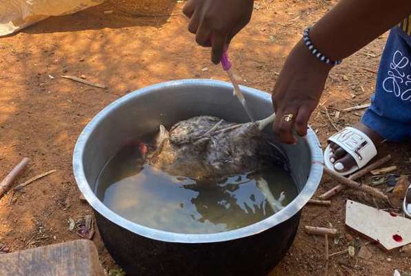 Traditioneel gezin Tanzania kip slachten 