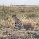 Ngorongoro Safari luipaard