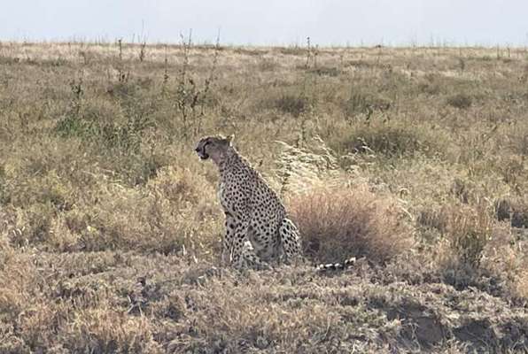 Ngorongoro Safari luipaard