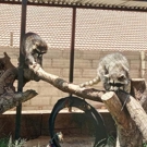 Wildlife project Zuid Afrika racoons 