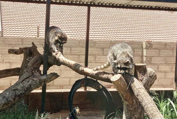 Wildlife project Zuid Afrika racoons 