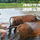 Java en Bali jongerenreis cultuur