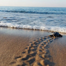 Vrijwilligerswerk in Turkije Zeeschildpadden project terug naar zee