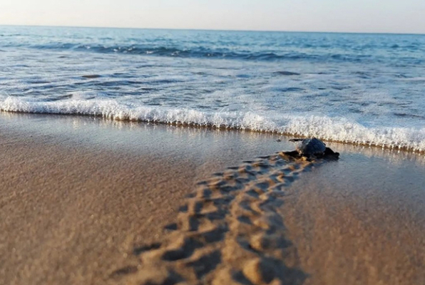 Vrijwilligerswerk in Turkije Zeeschildpadden project terug naar zee