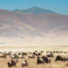 Ngorongoro Safari wild