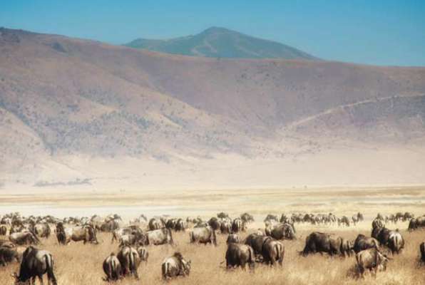 Ngorongoro Safari wild