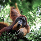 Ontdek Noord Sumatra Orang Oetang in de boom