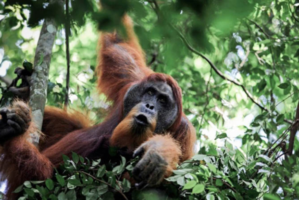 Ontdek Noord Sumatra Orang Oetang in de boom