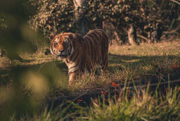 Chitwan Jungle Safari Nepal tijger