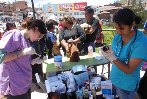 Honden project Peru vrijwilligerswerk medicatie 