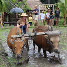 Java en Bali jongerenreis op een os