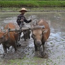 Java en Bali jongerenreis cultuur foto