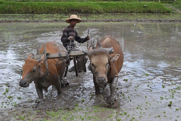 Java en Bali jongerenreis cultuur foto