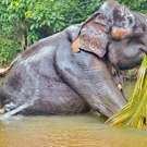 Olifanten Project Sri Lanka olifant aan het wassen