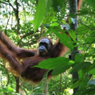 Ontdek Noord Sumatra meer apen in de boom