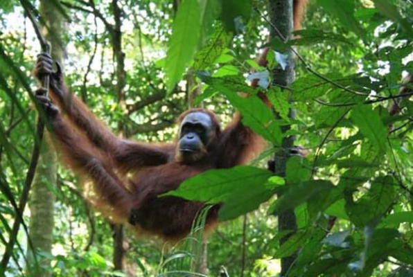 Ontdek Noord Sumatra meer apen in de boom