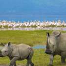 Ngorongoro Safari neushoorns