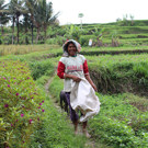 Java en Bali jongerenreis helpen op het land 