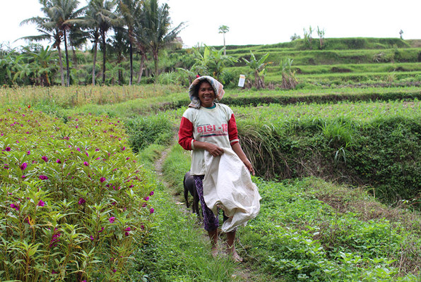 Java en Bali jongerenreis helpen op het land 