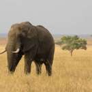 Ngorongoro Safari Olifant