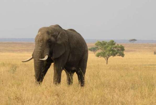 Ngorongoro Safari Olifant