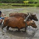 Java en Bali jongerenreis ossen 