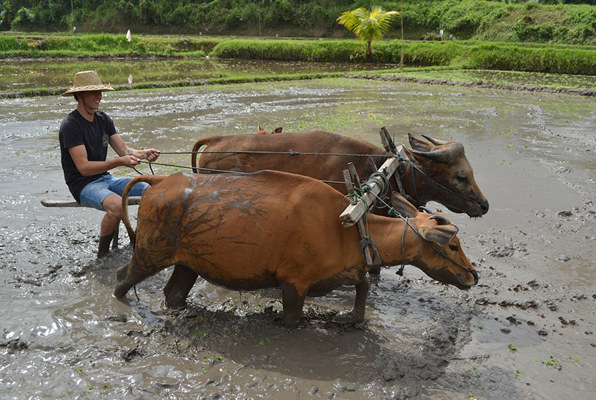 Java en Bali jongerenreis ossen 