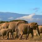 Ngorongoro Safari groep olofanten 