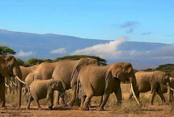 Ngorongoro Safari groep olofanten 