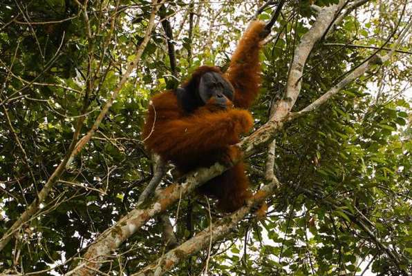 Orang-oetans vrijwilligers project Orang-oetan