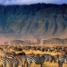 Ngorongoro Safari zebra's