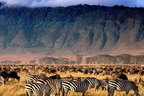 Ngorongoro Safari zebra's