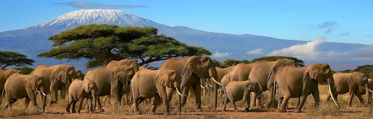 Ngorongoro Safari groep Olifanten kili op achtergrond