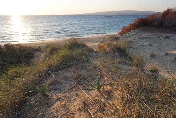 Zee en kust Behoud natuur project strand