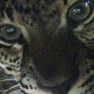 Java wildlife project panter