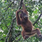 Sumatra vrijwilligerswerk orang oetan van boom naar boom