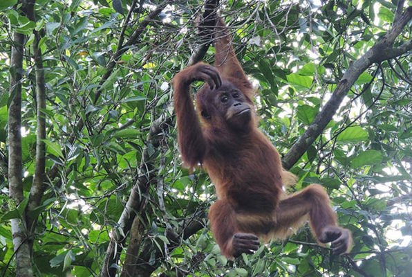 Sumatra vrijwilligerswerk orang oetan van boom naar boom