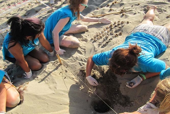 Zee schildpadden conservation project Griekenland nog een nest