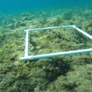 Zee en kust Behoud natuur project aan het werk