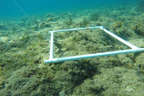 Zee en kust Behoud natuur project aan het werk