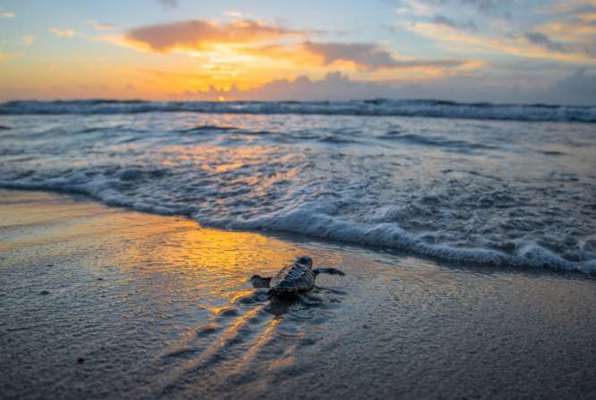 Panama schildpadden project klein schildpadje naar de zee