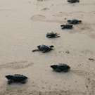 Panama schildpadden project kleine schildpadjes op het strand  